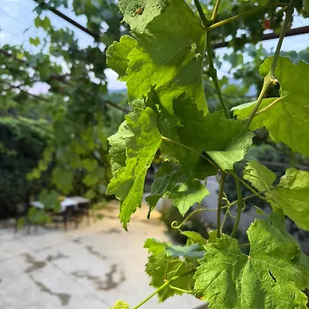 בית נופש The Hidden Orchard Near Saranda Delvine